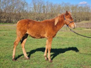 Absarooke Zippo Ohlatte