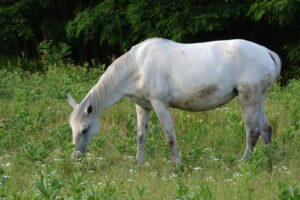 Siglavy Capriola Szenyorita
