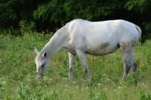 Siglavy Capriola Szenyorita