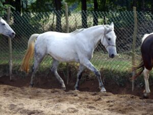 Siglavy Capriola Szenyorita