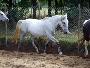 Siglavy Capriola Szenyorita