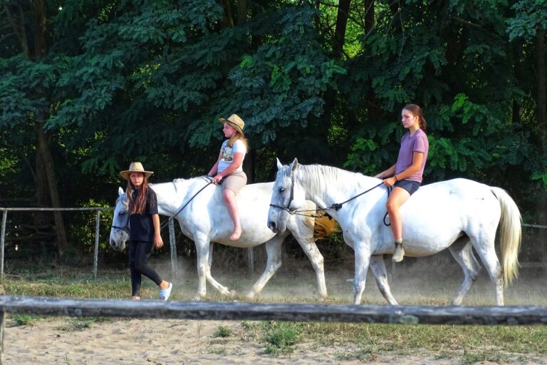 Szőrén lovaglás a lipicaiakkal